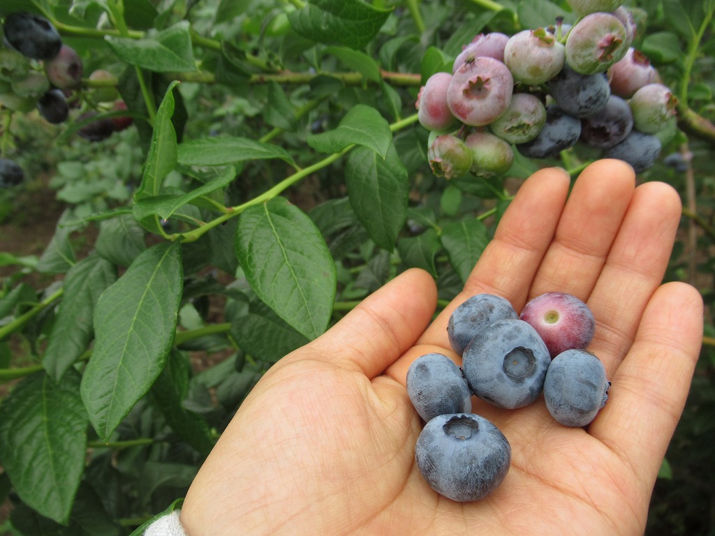 安曇野の丘　村山ブルーベリー園