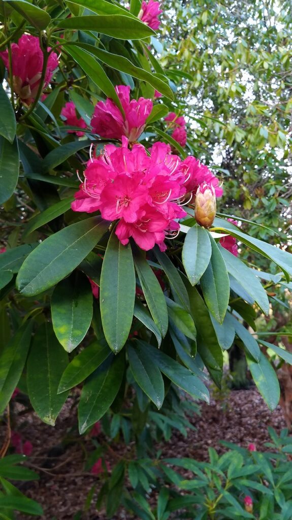 Tree Rhododendron