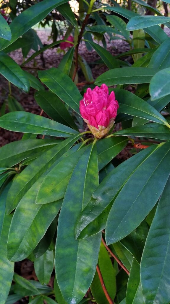 Tree Rhododendron