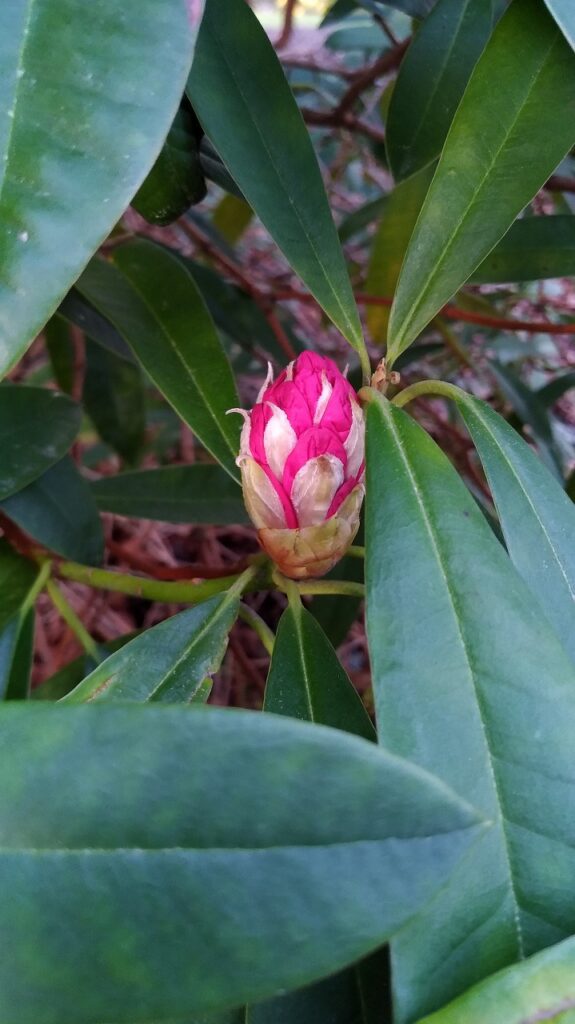 Tree Rhododendron