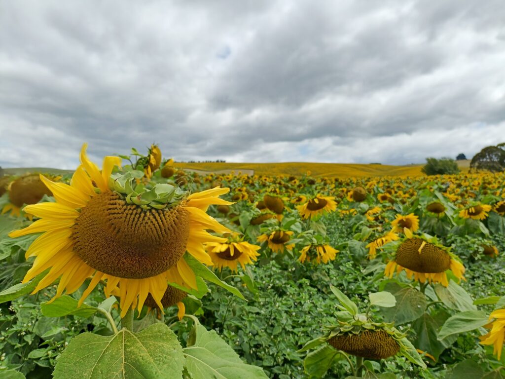 ひまわり畑 Sunflower field